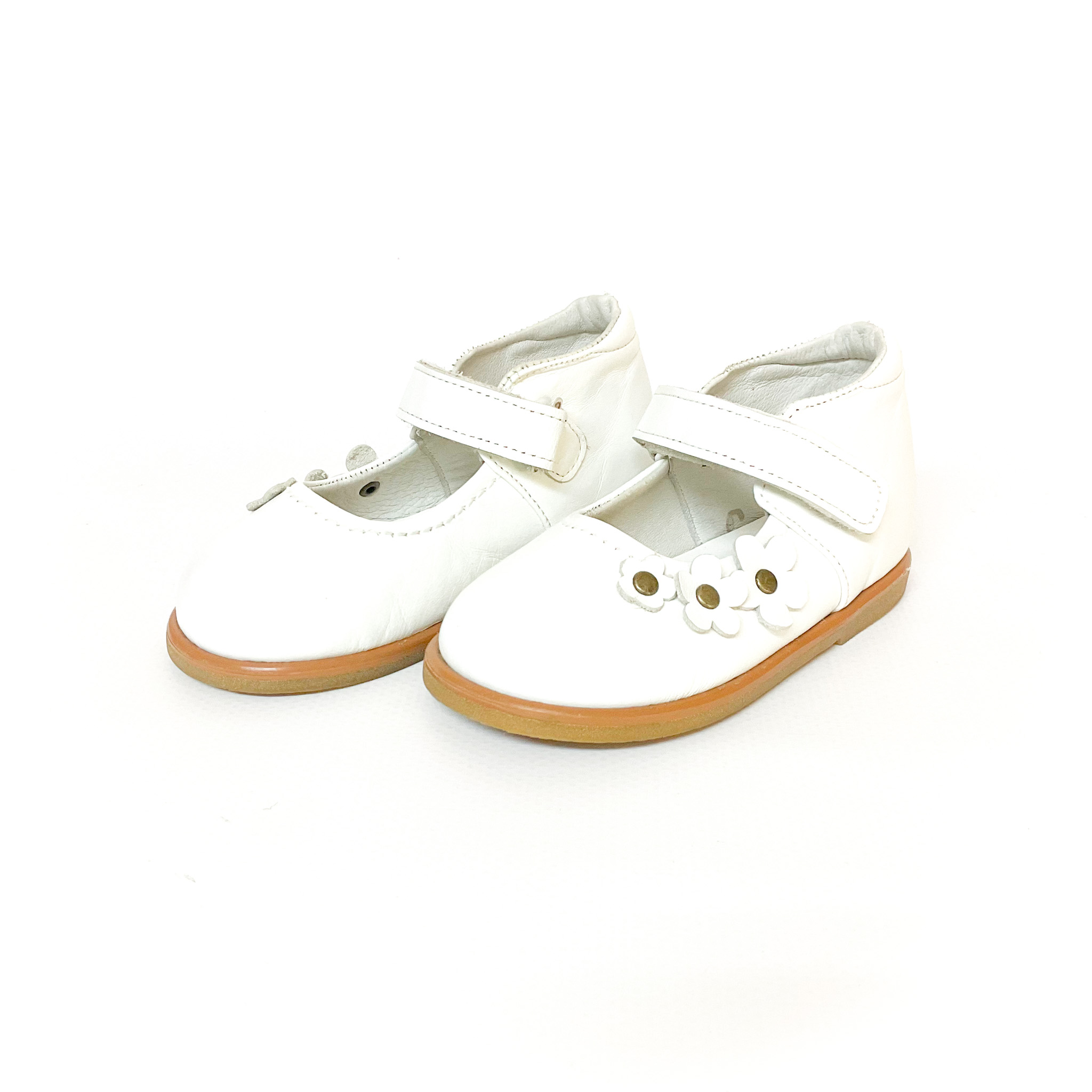 tortoise - 画像 (2)